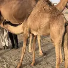 قعود
