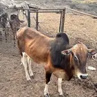 حسيل للبيع في ناوان