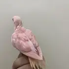 الروز الوردي