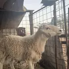 طلي حري ثني تومي 3