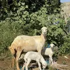 نعجة فاخرة منتوج