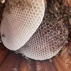 مناحل البسام لانتاج العسل البري