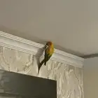 صن كنيور ذكر غير اليف
