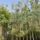 اشجار ظل احجام كبير ووسط الرياض