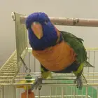 للبيع ببغاء الوري