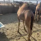 قعدان للبيع شي نظيف وع حليب امه