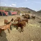 حلال دهم ووشح