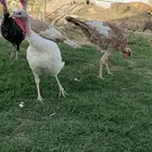 دجاج رومي
