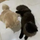 تبني قطط ذكور