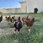 دجاج براهما