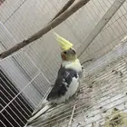 طير كروان ذكر