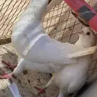 حمام فرنسي