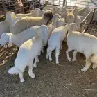 ذبايح فل الفل شي فاخر