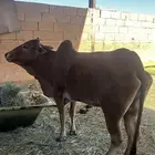 بسم الله ما شاء الله بقرة بلدي