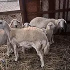 ضان دفيع ومتابيع