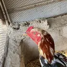 ديك سندي فولي
