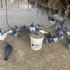 زاجل ازرق