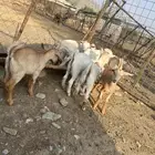 بهم بلدي لباني