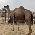 ناقه حمراء لقحه