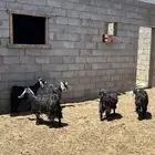 معزا عوارض ( تم البيع ولله الحمد )