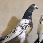 حمام بكستاني