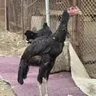 فرخ سندي