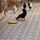 دجاج