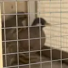 الحجل للبيع