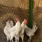 دجاج وديكه للبيع تفريد أو جمله دجاج فيومي