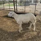 طلي ذبيحة ولا مشروع
