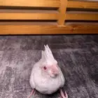 فرخ كروان البينو