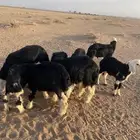 بهم نجد للبيع