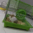 هامستر  Hamster