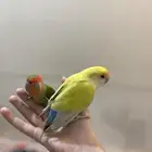 زوج روز ذكر و انثى