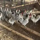 دجاج بياض للبيع