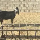 للبيع عنز عارضيه دافع