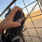معزاء