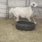 طلي ذبيحة كااايف