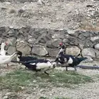 بط بلدي (فاخر)