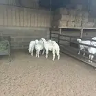 رخال حريات لها فديوا في الأسفل