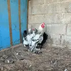 للبيع طقم براهما