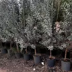 بزروميا فضي ( سموك ) قرض احجام مختلفة   نجران