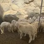 طليان ورخال ذبايح بر شرط