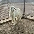 رخل صفرا وبلديه