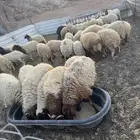 طليان نعيم 55 راس