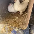 حمام فرنسي