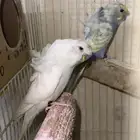 مجموعه بادجي هوقو فواخر