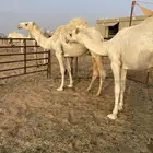 بكار للبيع