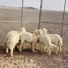 6خرفان ورخل وحده