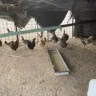 البيع دجاج طيب بياض